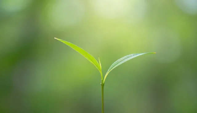 行业资讯展示业务中名录应用的两种做法比较